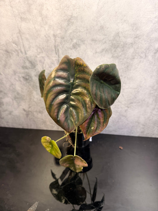 Alocasia Cuprea Aurea Latte Exact plant 3" pot