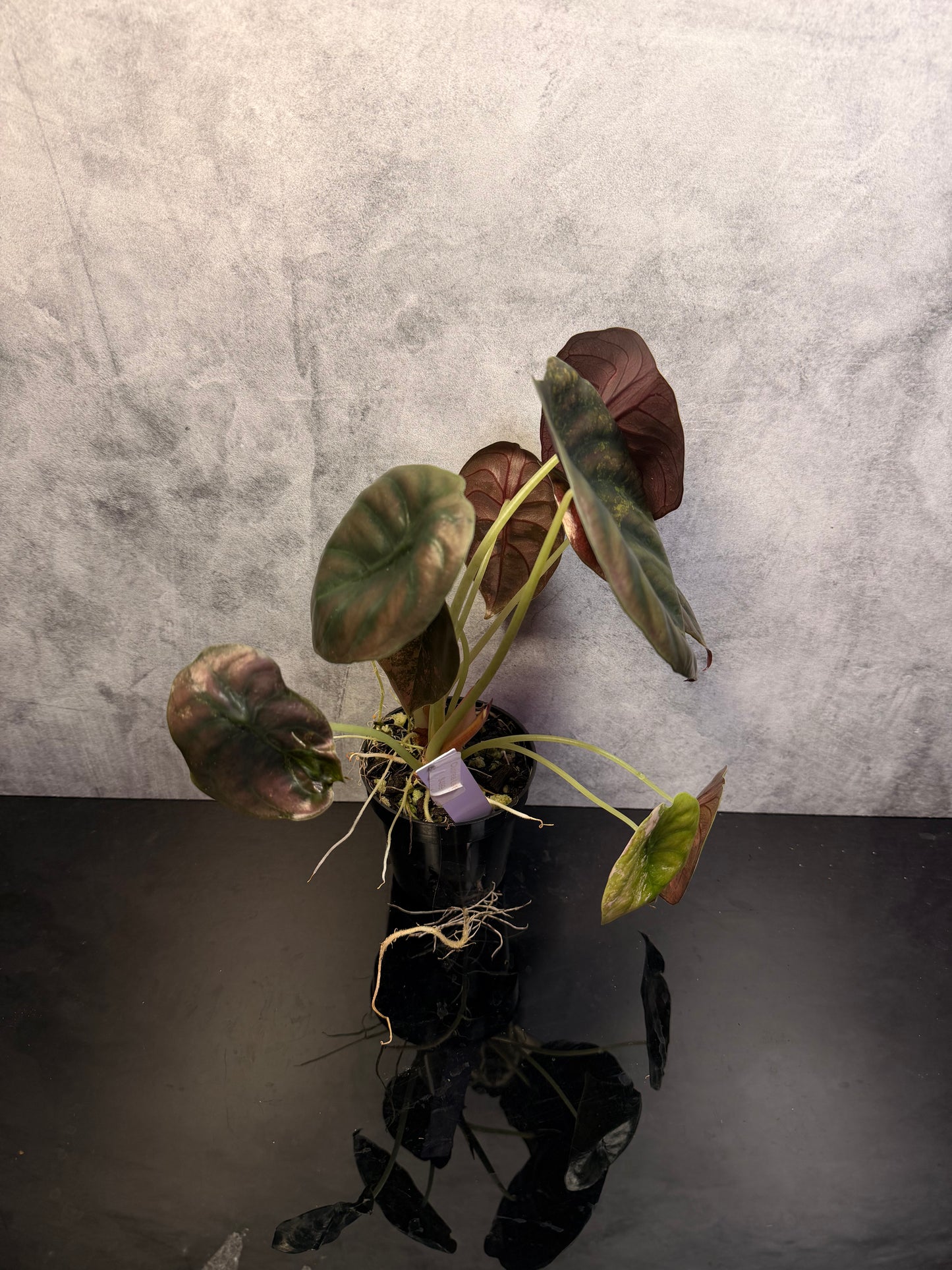 Alocasia Cuprea Aurea Latte Exact plant 3" pot