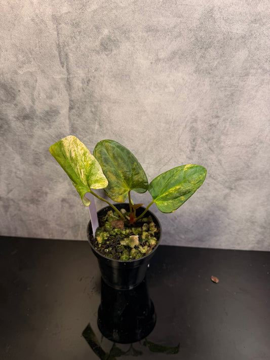 Anthurium Papi x Portillae Variegated exact plant 3" pot
