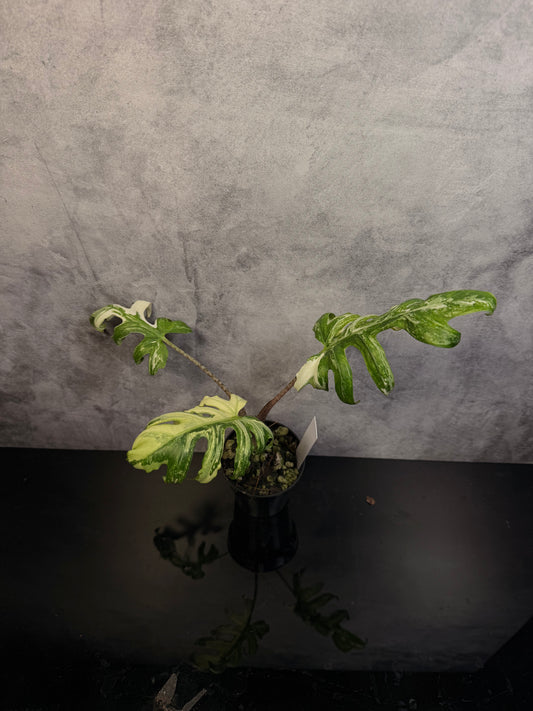 Alocasia Brancifolia Albo 3" pot exact plant