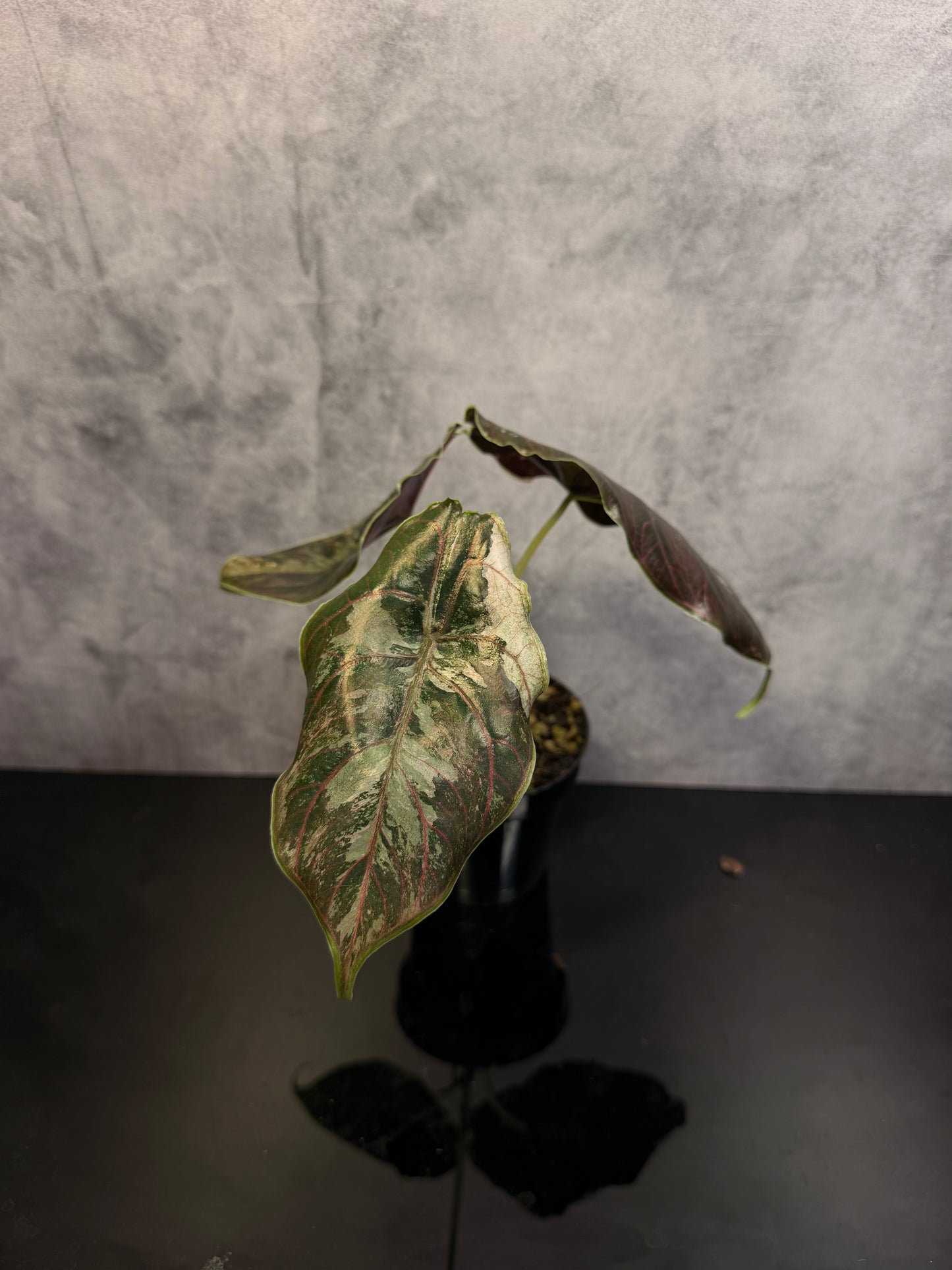 Alocasia Azlanii Pink 3" pot exact plant