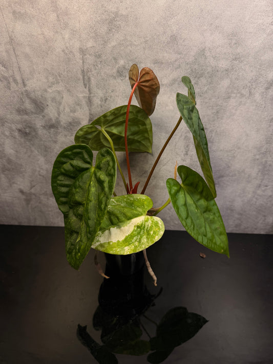 Anthurium Luxurians x Crystal Variegated 3" pot exact plant