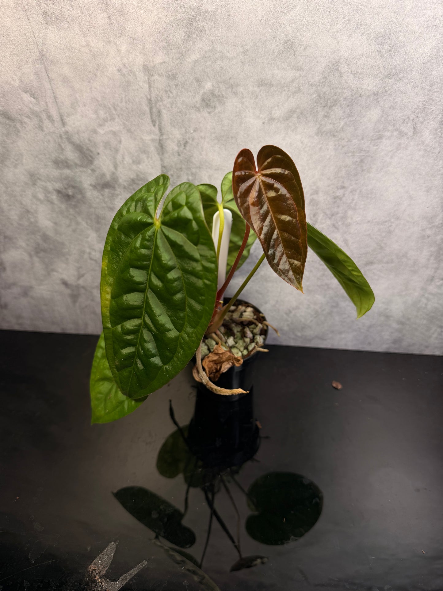 Anthurium Luxurians x Crystal Variegated 3" pot exact plant