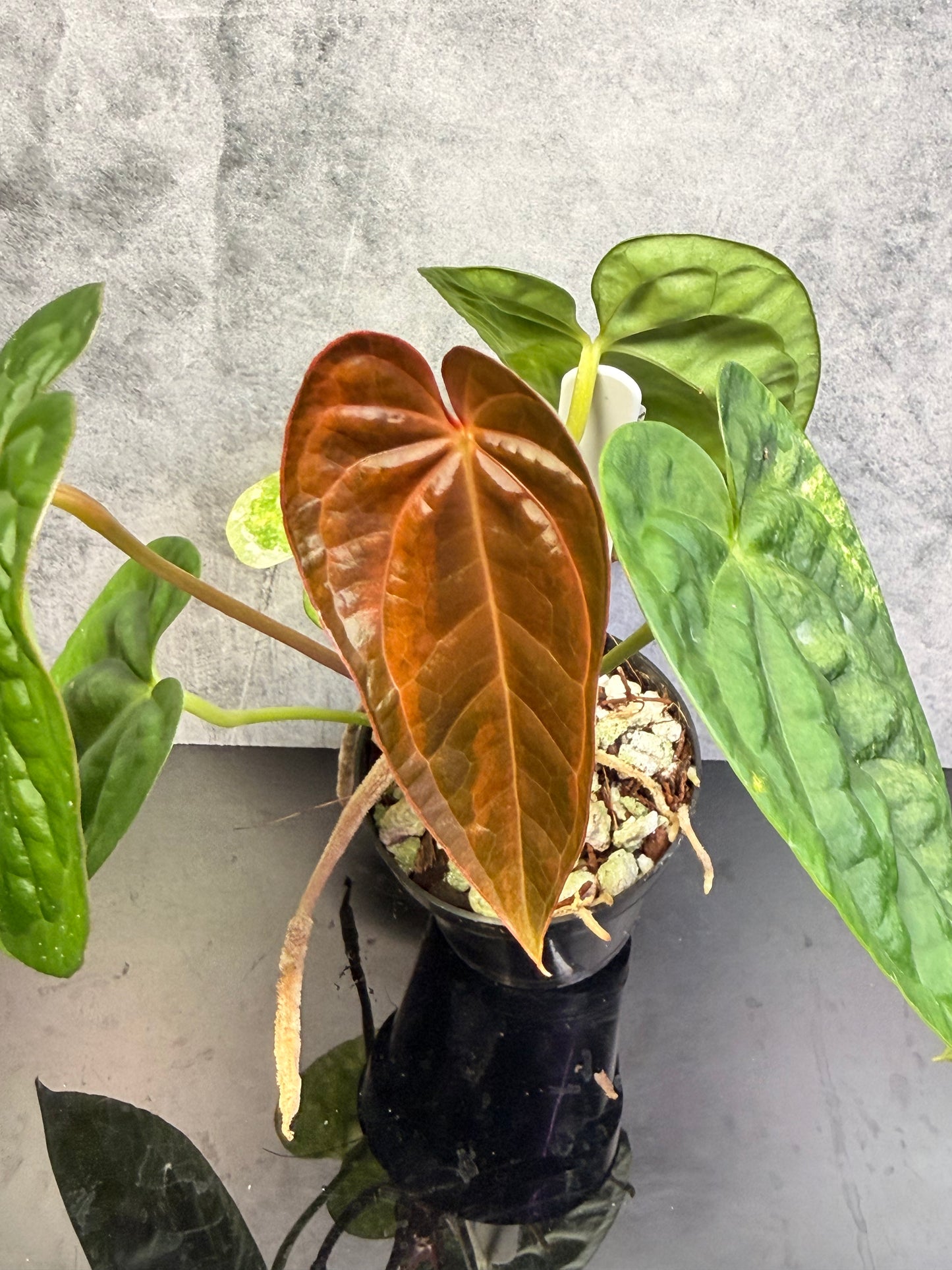 Anthurium Luxurians x Crystal Variegated 3" pot exact plant