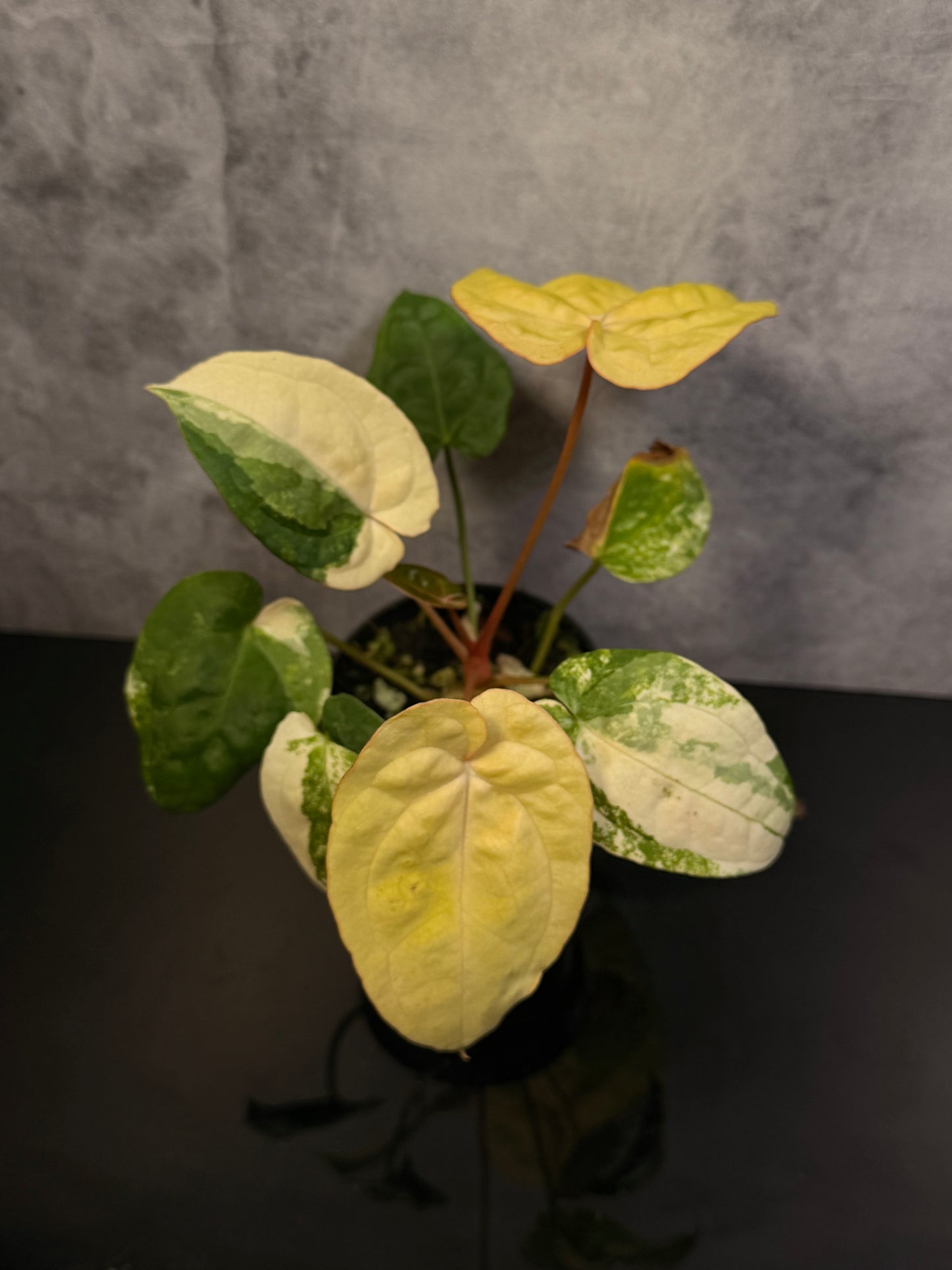 Anthurium Papi x Red Vein Dark Phoenix Variegated 3" exact plant