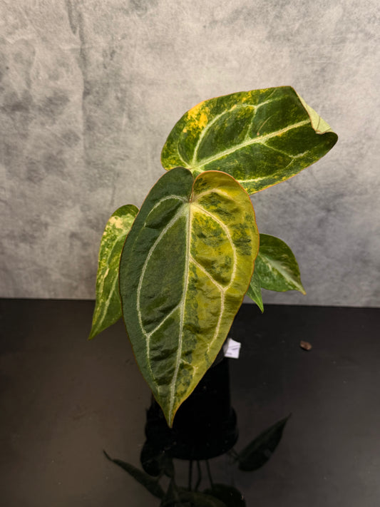 Anthurium Crystal x Red Crystal variegated 3" pot exact plant