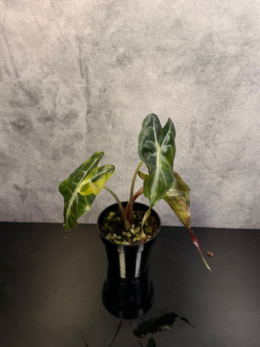 Alocasia Venom Aurea 3" pot exact plant