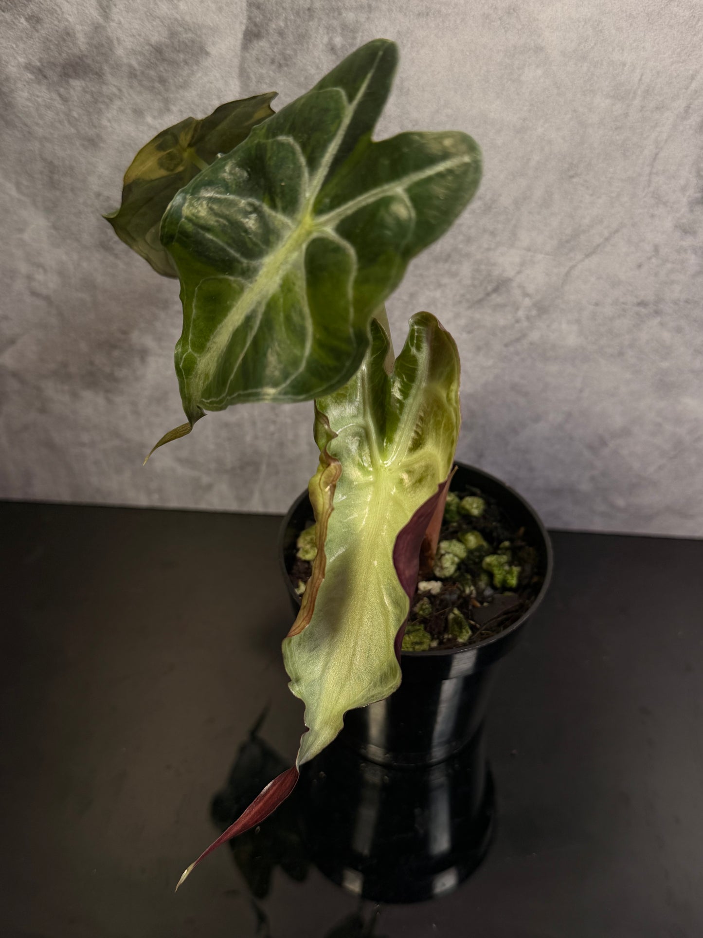 Alocasia Venom Aurea 3" pot exact plant