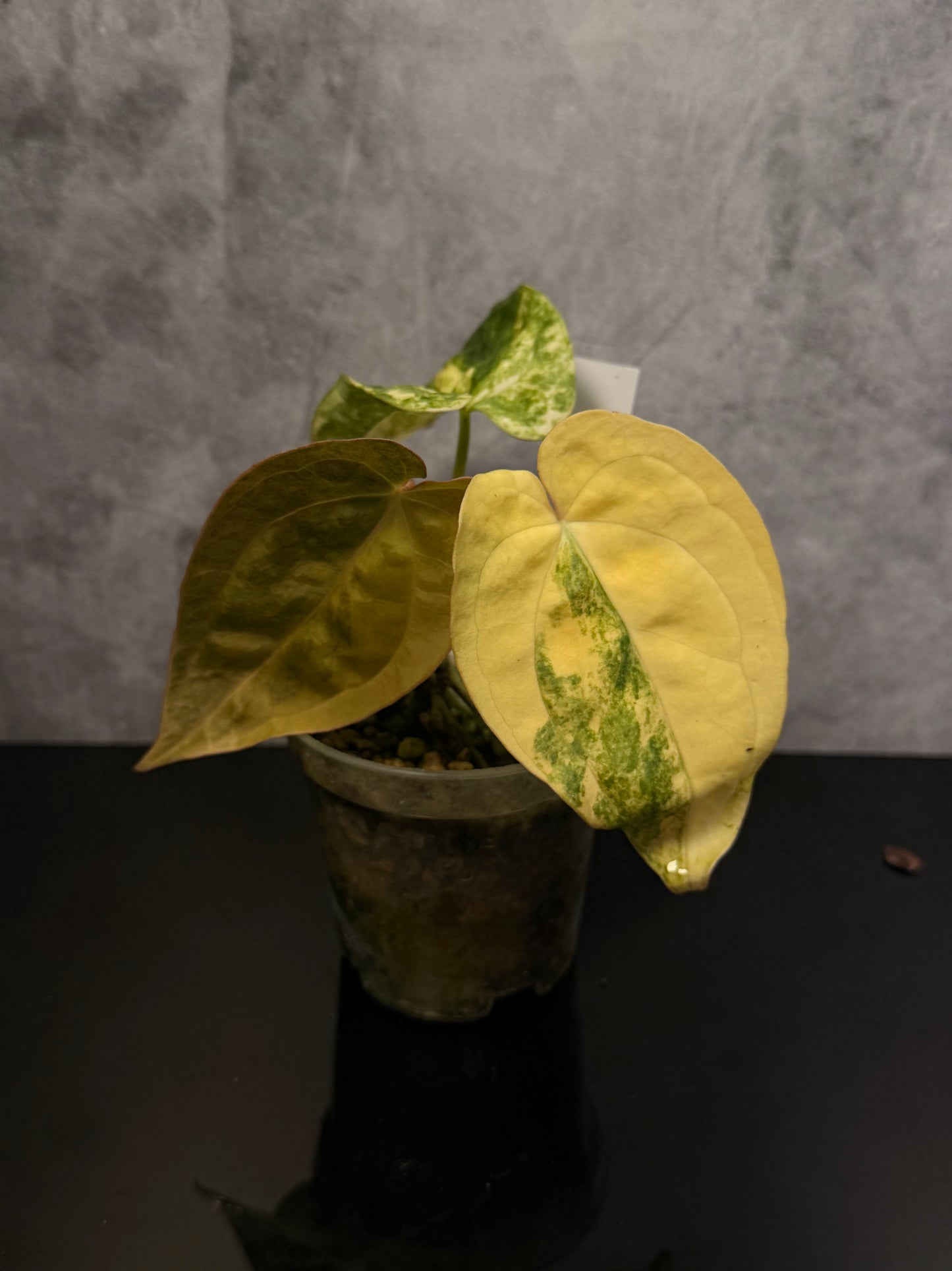 Anthurium Luxurians X Magnificum 3" pot exact plant