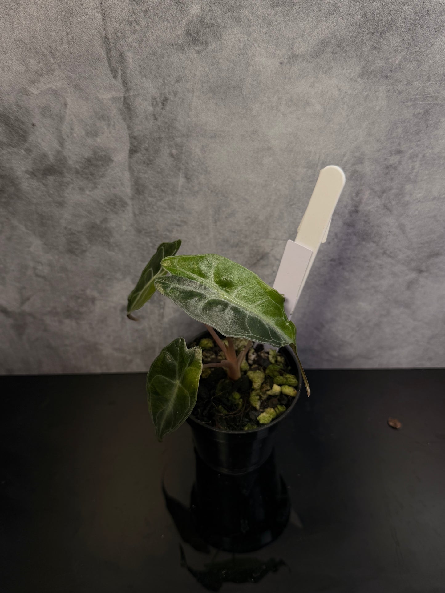 Alocasia Venom Aurea 3" pot exact plant