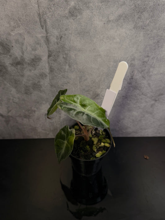 Alocasia Venom Aurea 3" pot exact plant