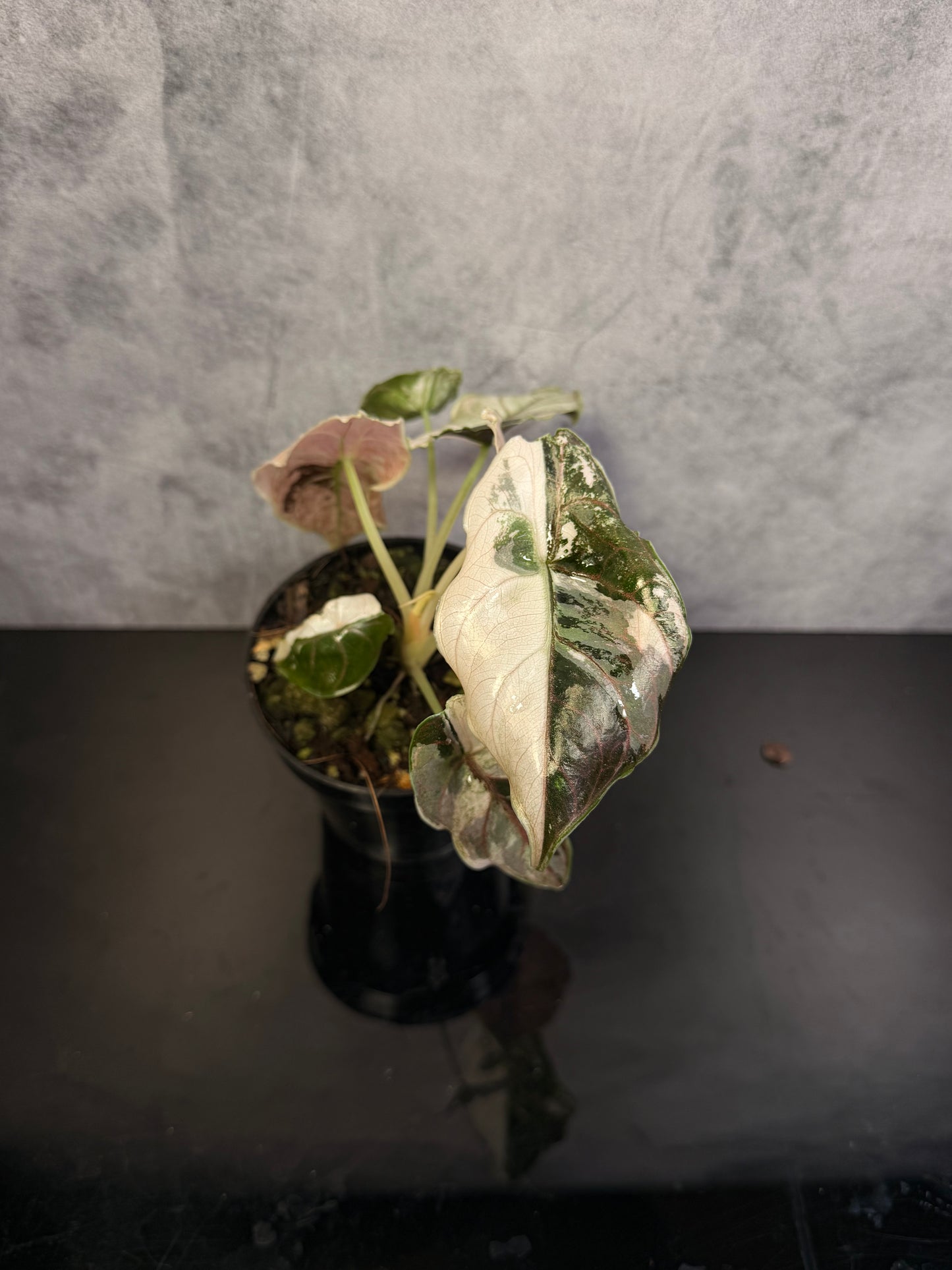 Alocasia Azlanii Pink Variegated exact plant 3" pot