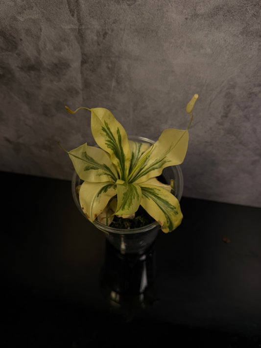 Nepenthes variegated 3" pot exact plant