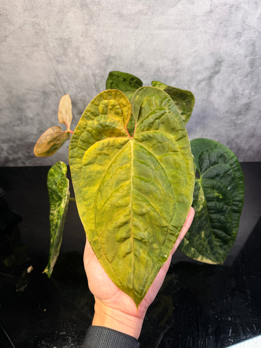 Anthurium Luxurians x Crystal variegated 3" pot exact plant