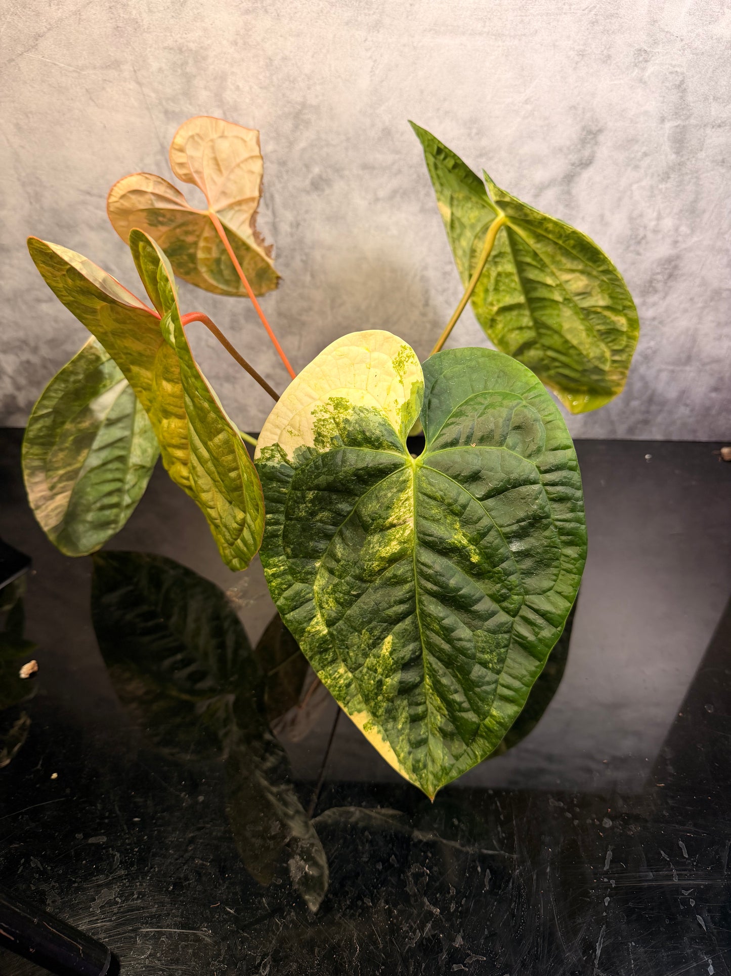 Anthurium Luxurians x Crystal variegated 3" pot exact plant