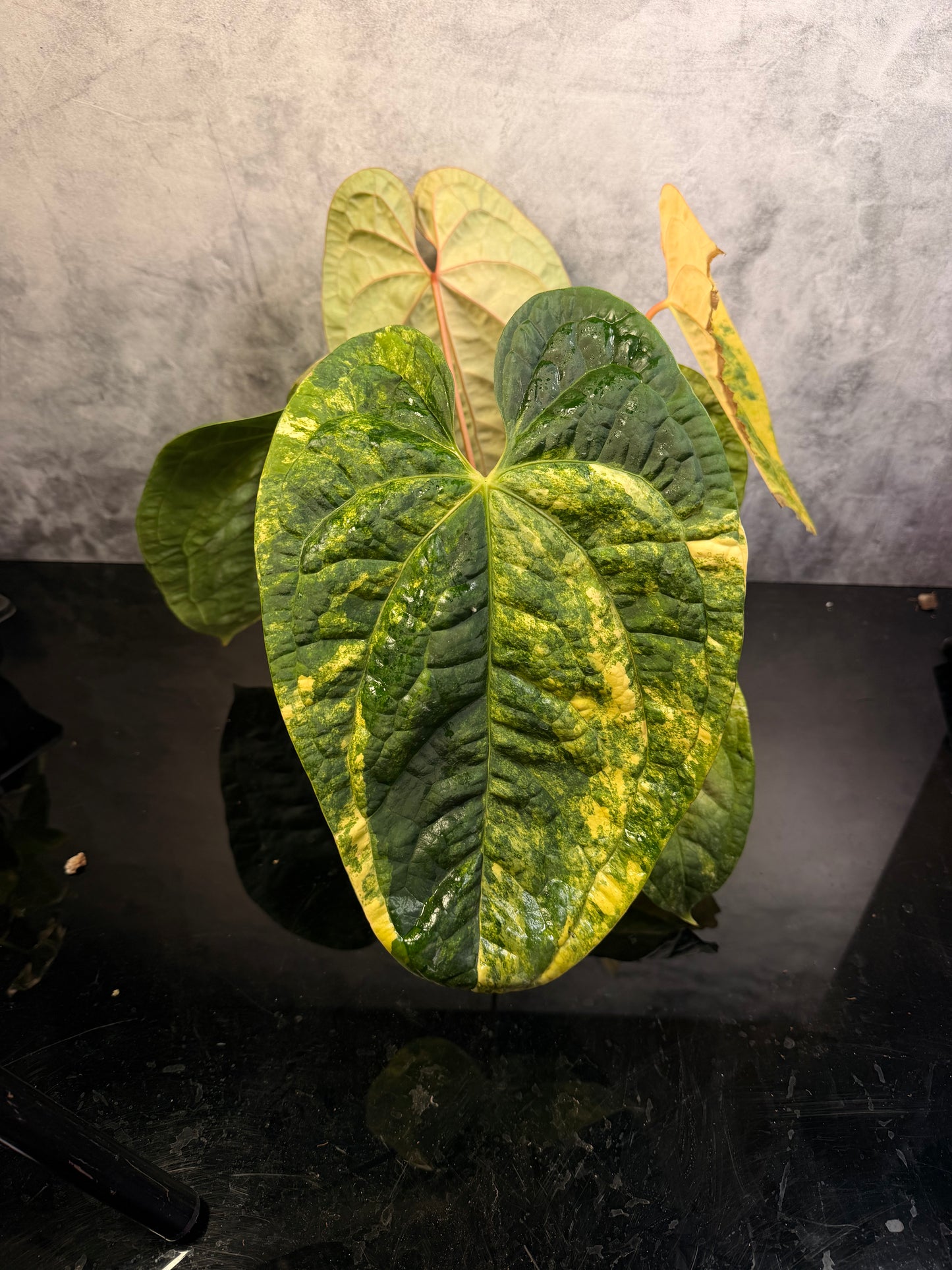 Anthurium Luxurians x Crystal variegated 3" pot exact plant