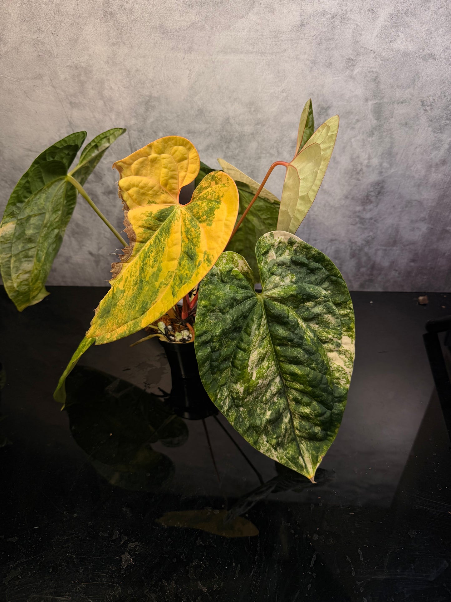 Anthurium Luxurians x Crystal variegated 3" pot exact plant
