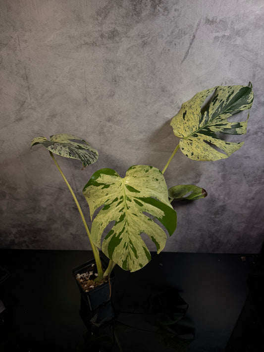 Monstera Vietciosa 4" pot exact plant