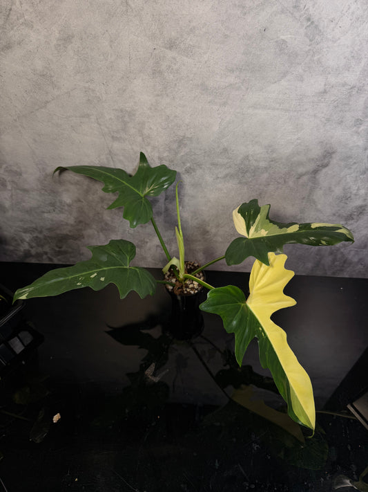 Philodendron Golden Dragon Variegated 3" pot exact plant