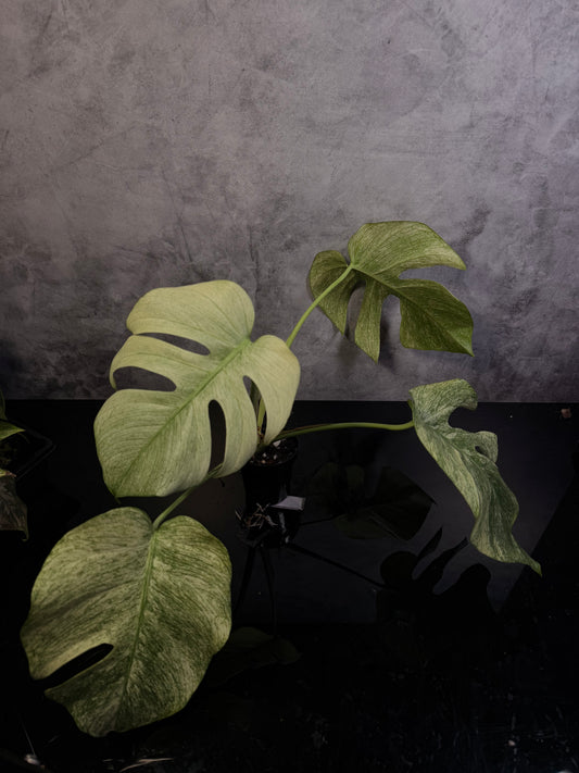 Monstera Jungle Mint NoID 3" pot exact plant
