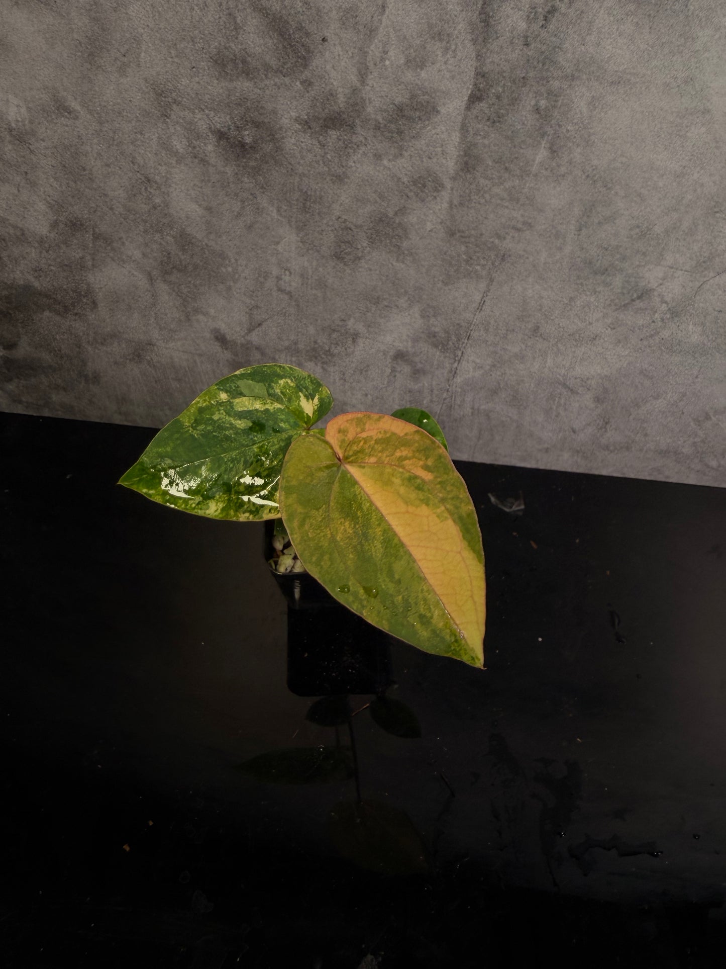 Anthurium (Crystal X Mag) x Michele 2" pot exact plant