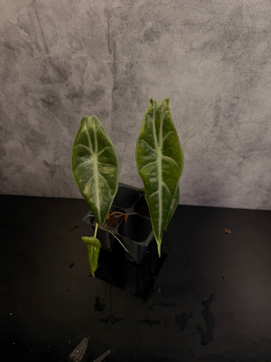 Alocasia Longiloba Denudata Cobra plug