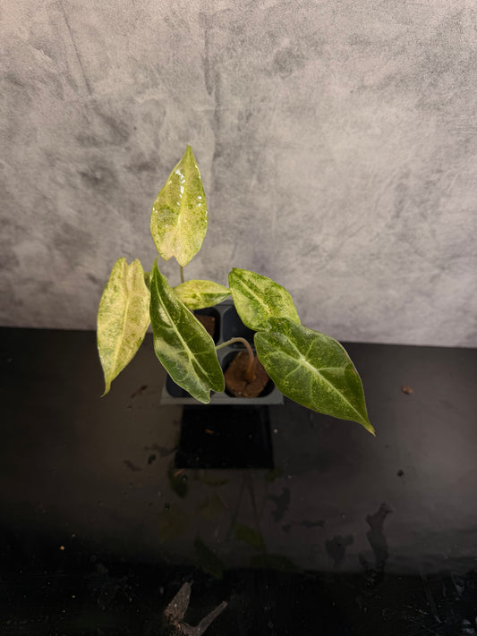 Alocasia Longiloba Black Satin Stardust variegated plug
