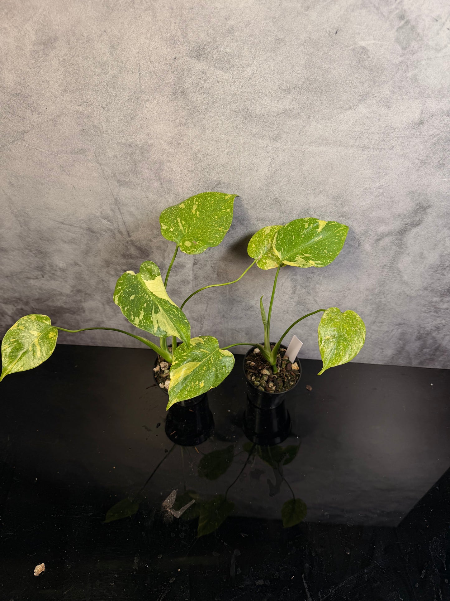 Monstera Electrolyte 3" pot *growers choice