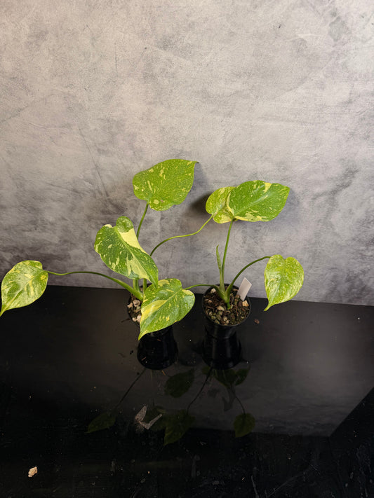 Monstera Electrolyte 3" pot *growers choice