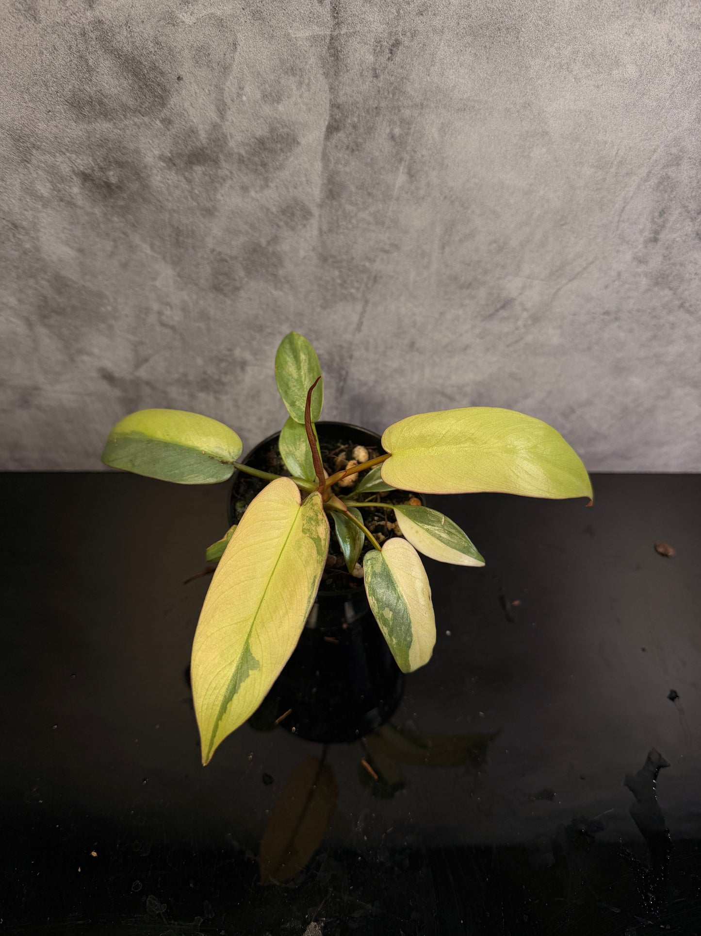 Philodendron Atabopoense Pink/Orange Variegated 3" pot exact