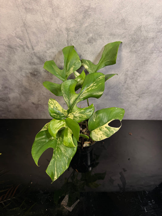 Rhaphidophora Tetrasperma Migma Variegated 3" pot growers choice
