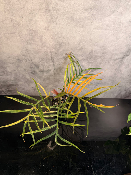 Philodendron Tortum Aurea 3" pot exact plant
