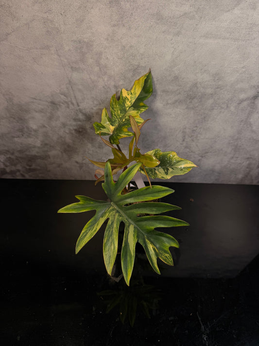 Philodendron Mayoii Aurea 3" pot *exact plant