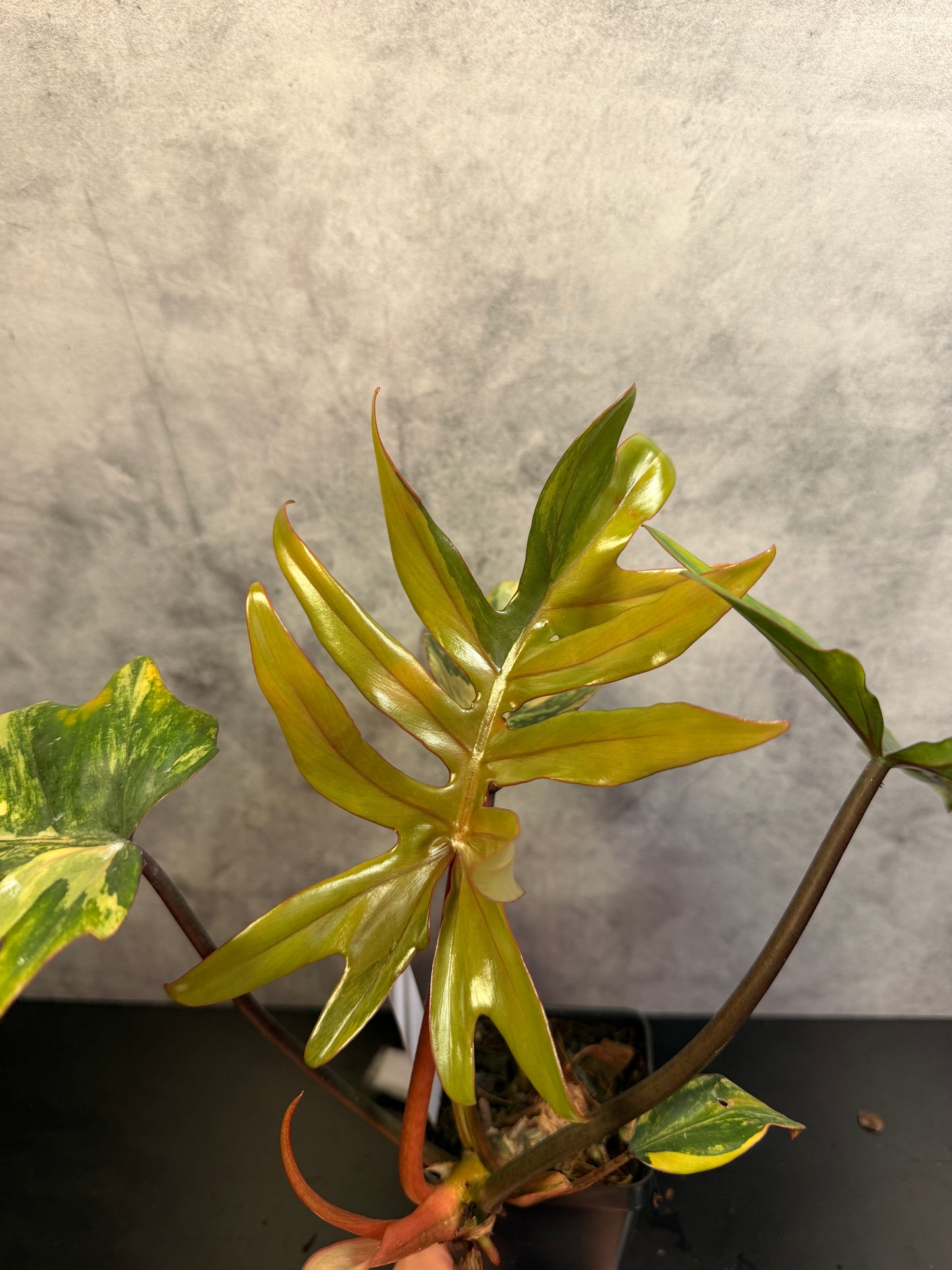 Philodendron Mayoii Aurea 3" pot *exact plant