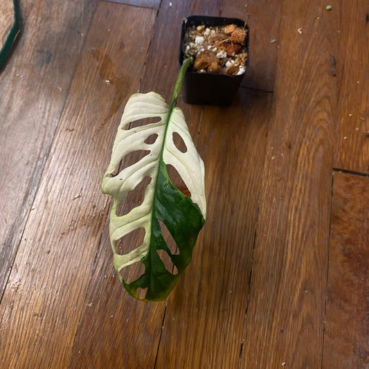 Monstera Adansonii Albo variegated *lightly rooted cutting
