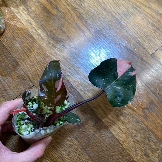 Philodendron Pink Princess variegated