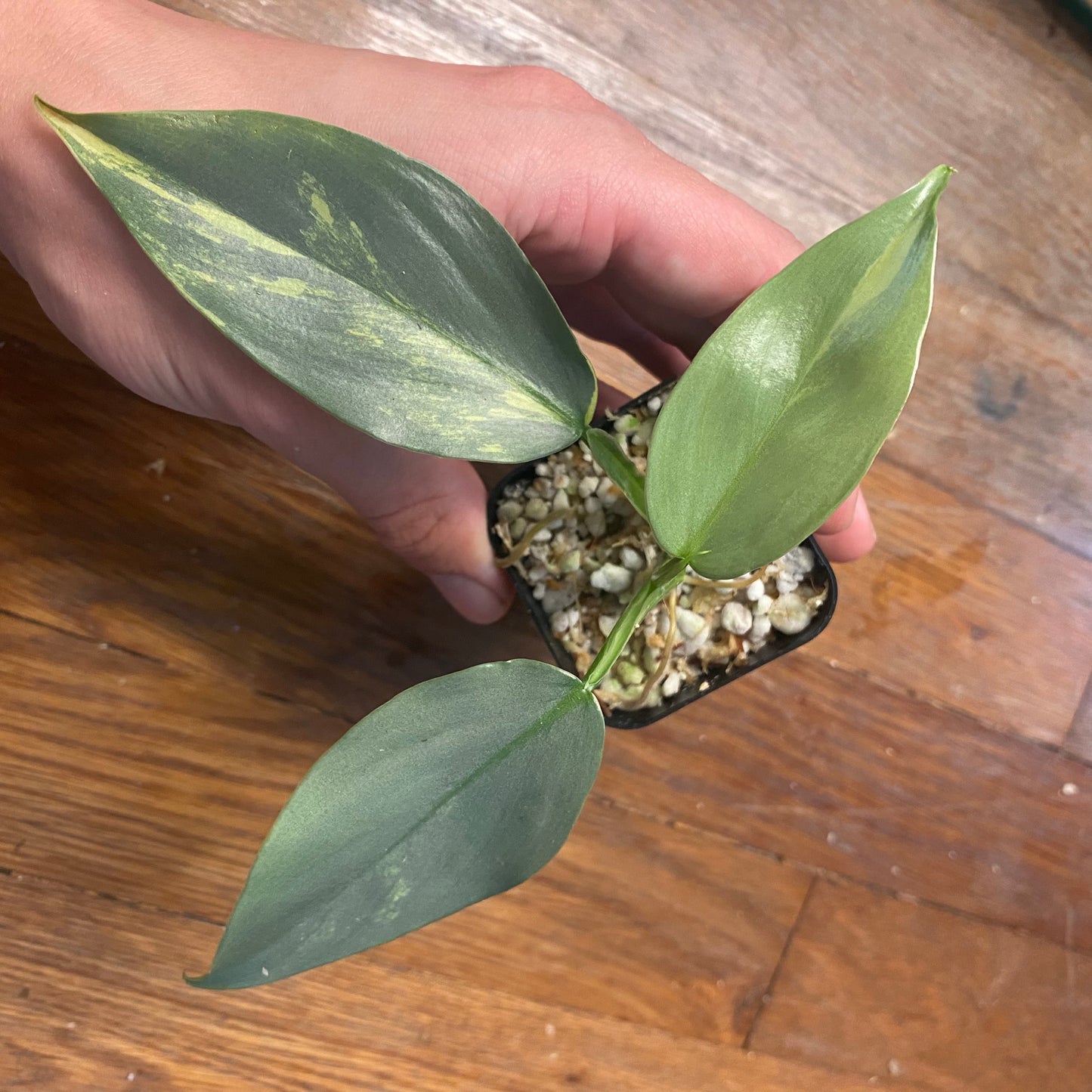 Variegated Philodendron Silver Sword