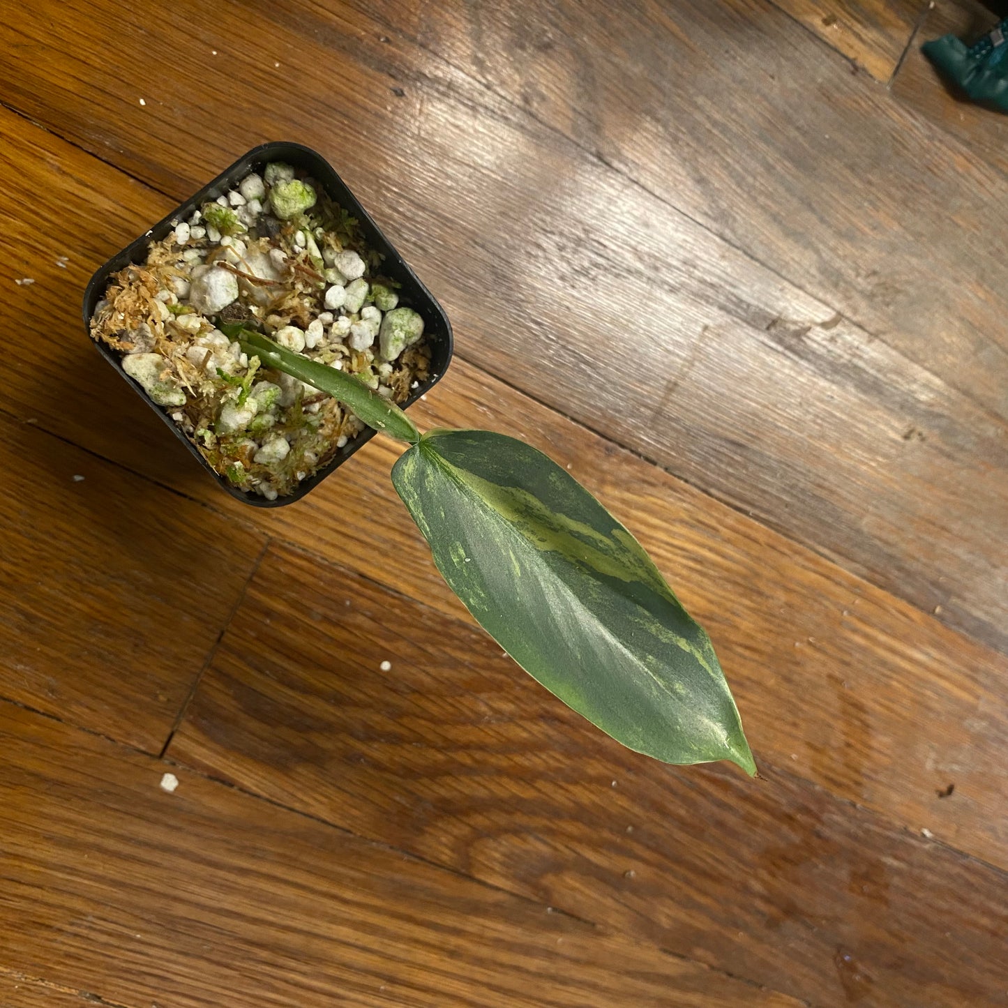 Variegated Philodendron Silver Sword *lightly rooted